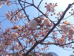 八重桜が満開です。