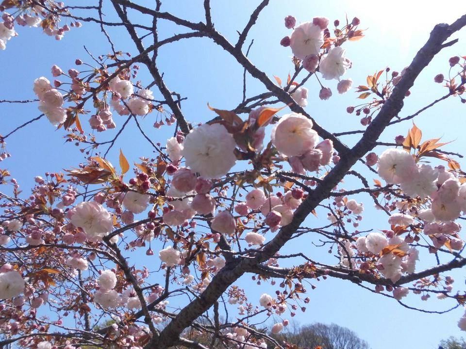 八重桜が満開です。の写真