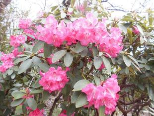 シャクナゲの花が咲いています。