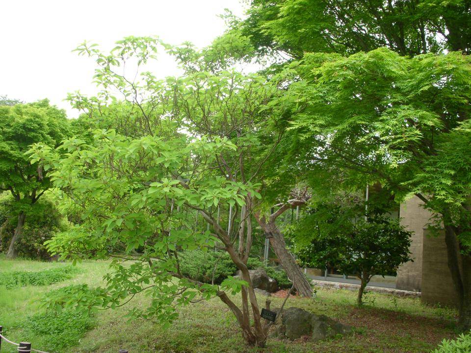 リヨウブ（令法）の写真