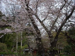 馬場花木園桜開花情報【2022年4月1日】