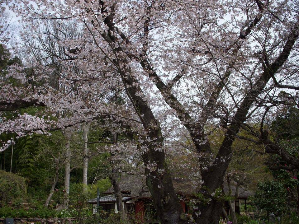 馬場花木園桜開花情報【2022年4月1日】の写真