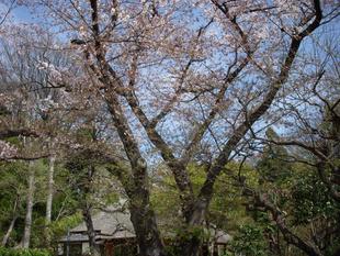 馬場花木園桜開花情報【2022年4月6日】