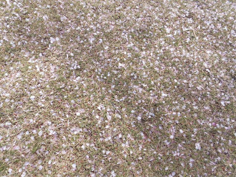 サクラの花びらアートが出現!の写真