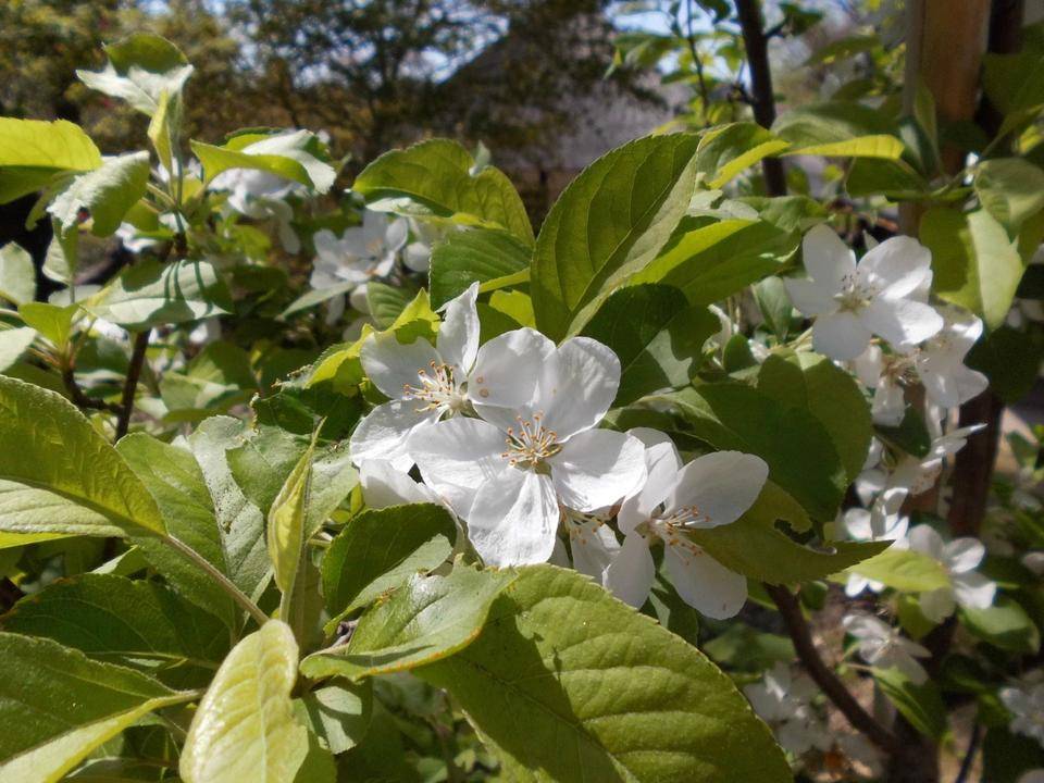姫リンゴの花が咲いています。の写真