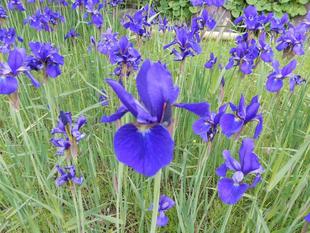 菖蒲が満開です!