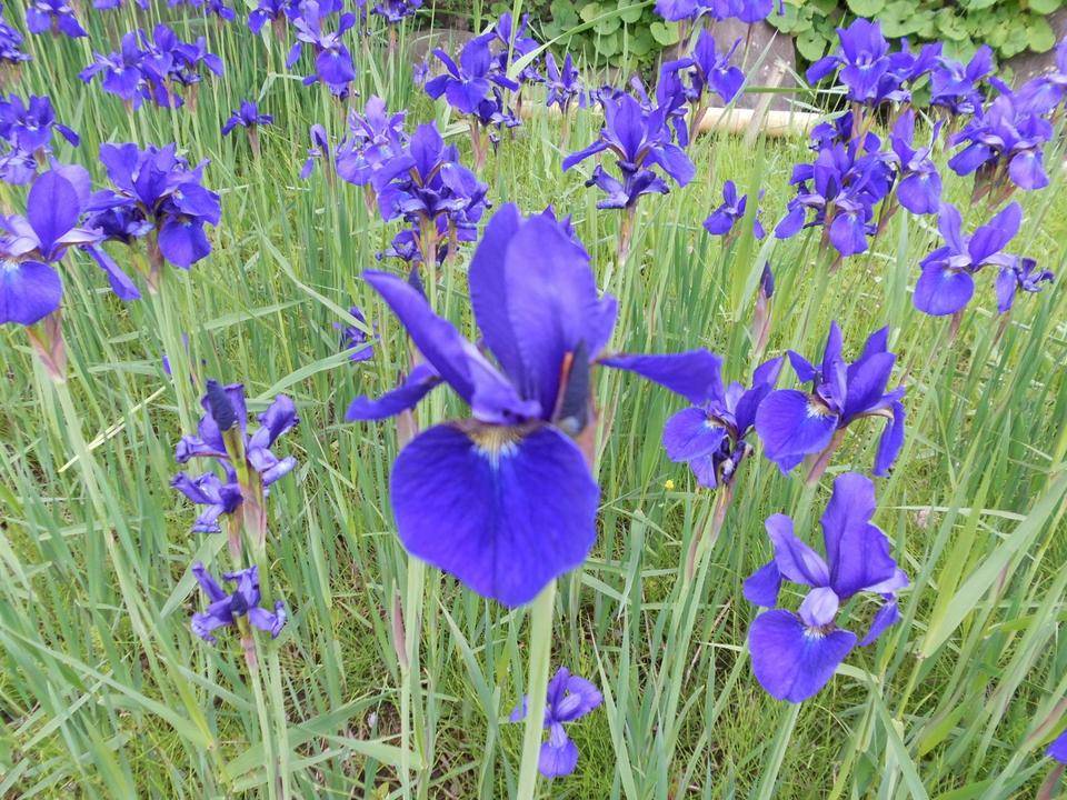 菖蒲が満開です!の写真