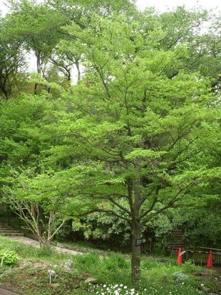 エゴノキ（野茉莉）