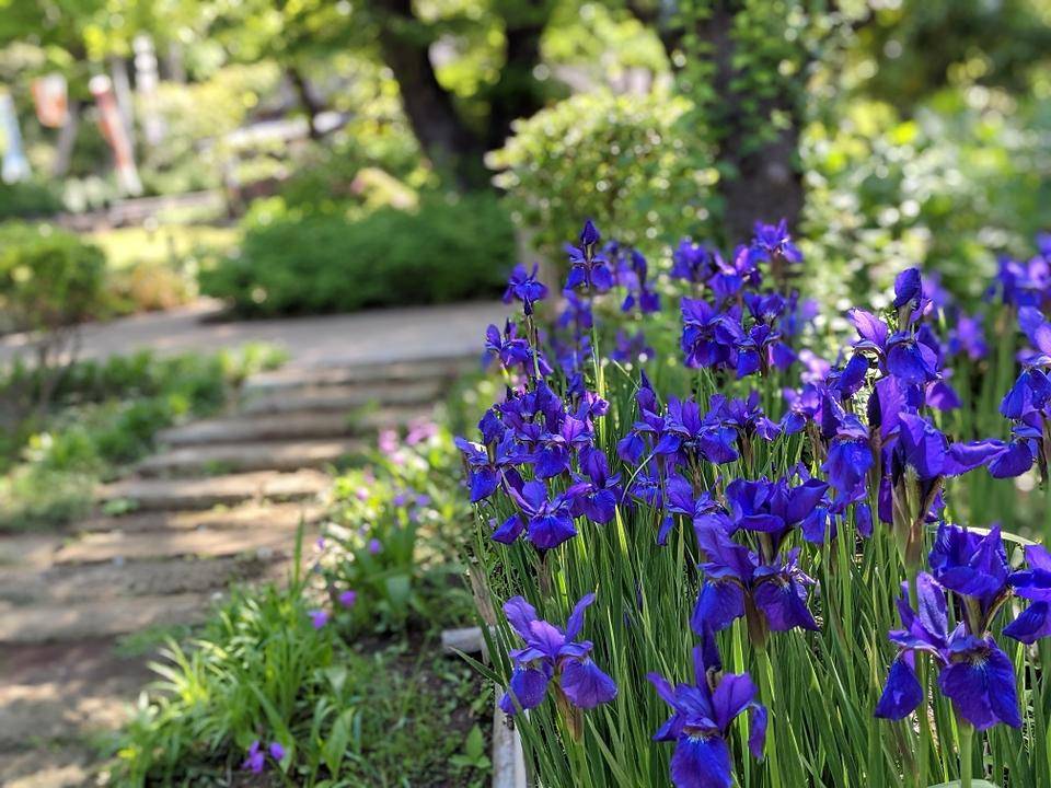 園路近くにもアヤメが咲いています。の写真