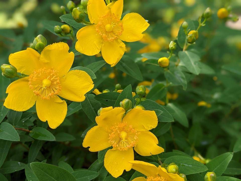 キンシバイが咲いています。の写真