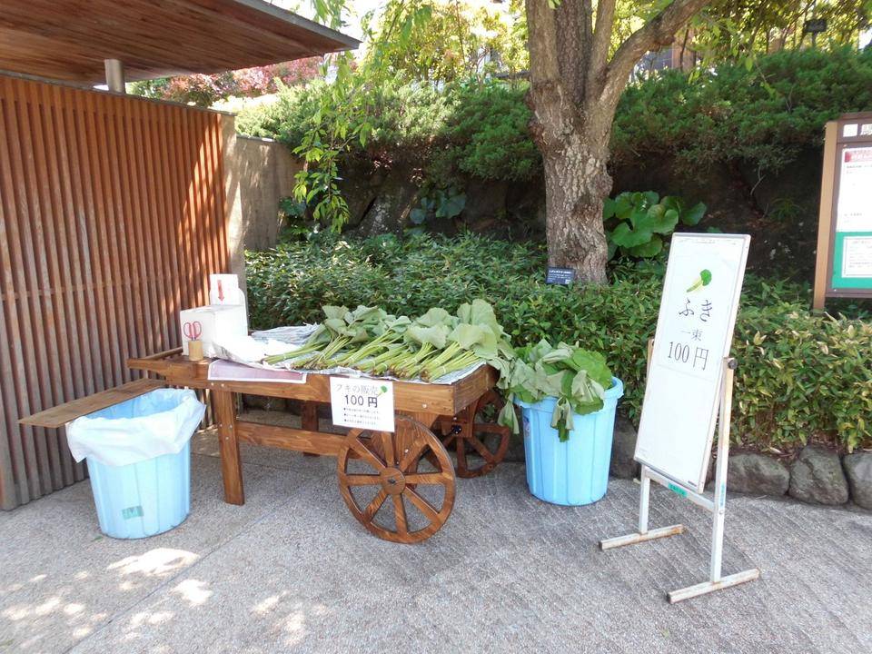 フキの販売を行いました！の写真