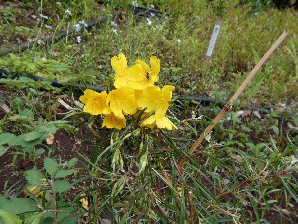 ヒメツキミソウが咲いています。の写真