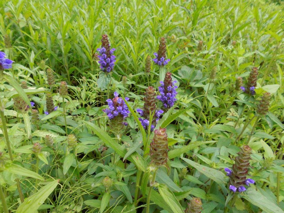 ウツボグサが咲いています。の写真