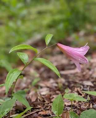 ヒメサユリが咲いています
