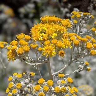 シロタエギクが咲いています。