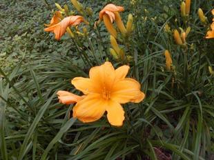 ノカンゾウが咲いています。