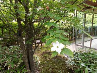 ヤマボウシが咲いています。