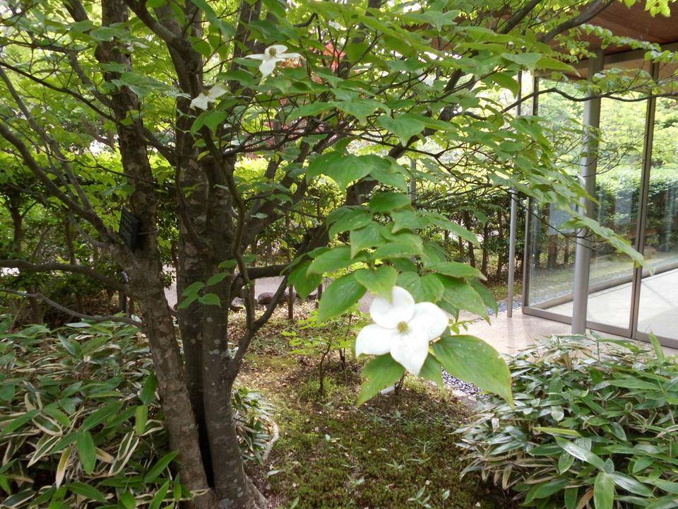 ヤマボウシが咲いています。の写真
