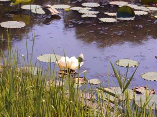 ハスの花が咲きました！