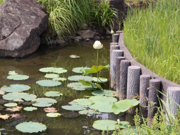 ハスが蕾がちらほらと・・・・の写真