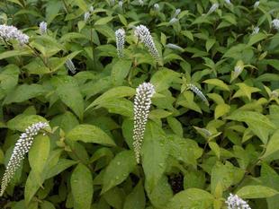 オカトラノオが咲いています。