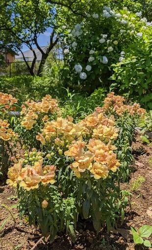 キンギョソウが咲いています。