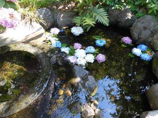 アジサイアート！