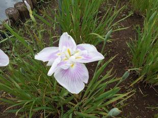 菖蒲が満開です！