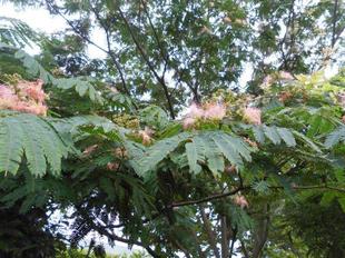 合歓の木が咲いています。