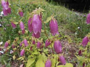 ホタルブクロが咲いています。