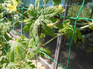 ゴーヤのカーテン展開中！