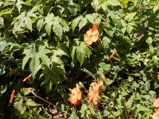 フシグロセンノウが咲いています。