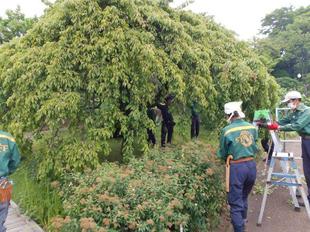 樹木医研修を実施しました！