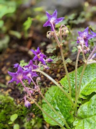 イワタバコが咲いています。