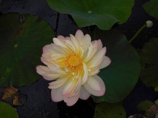 お待たせしました。ハスの開花です！