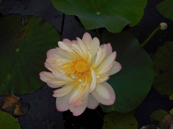 お待たせしました。ハスの開花です!の写真