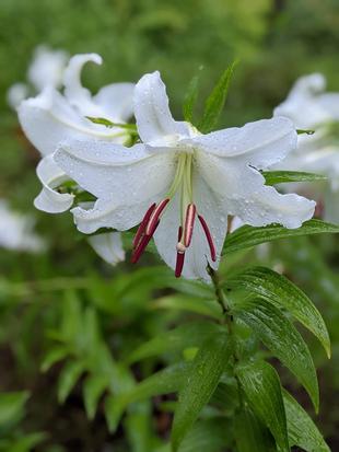 カサブランカが咲いています