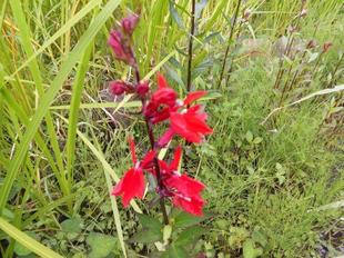 サワギキョウが咲いています！