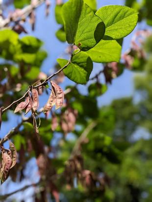 ハナズオウに実がついています