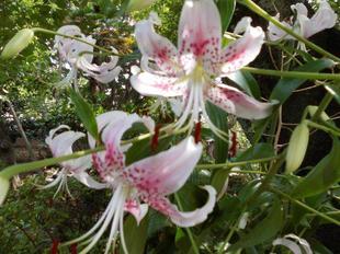 カノコユリが咲いています。