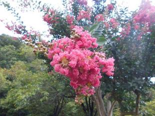 サルスベリが咲いています。