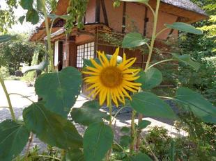 ヒマワリが元気です！