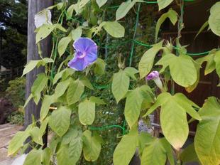 古民家東屋の朝顔