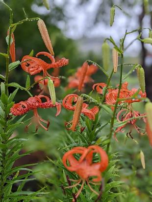 オニユリが咲いています