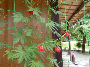 ルコウ草が咲いています。