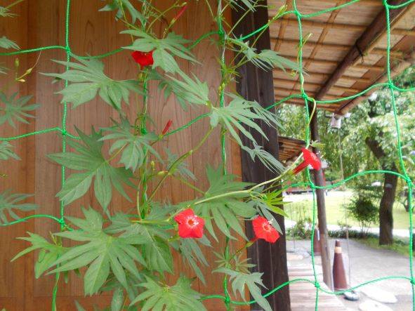 ルコウ草が咲いています。の写真