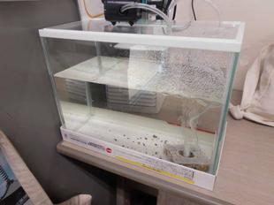 ホタルの幼虫の放流