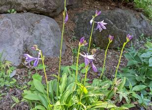 ギボウシが咲いています。