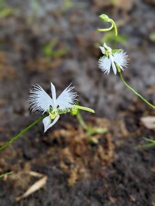 サギソウが咲いています。
