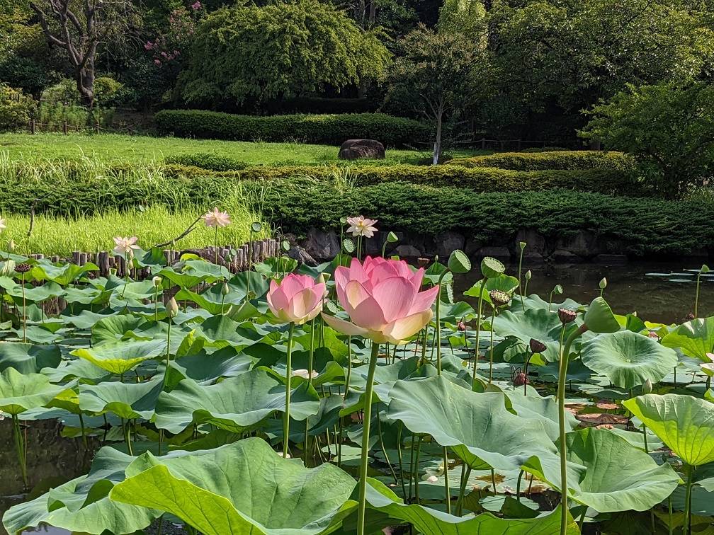 朝のハス池です。の写真